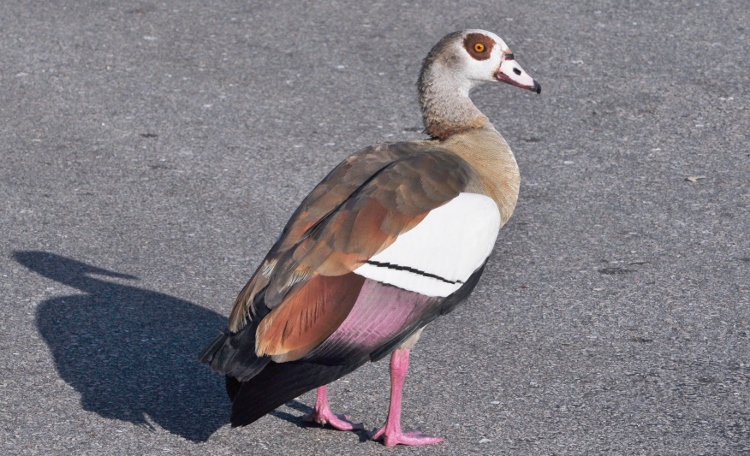 Egyptian goose
